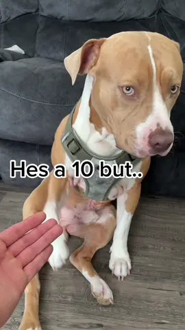 Rambo is my 💩 buddy🤣  I go with him so he comes with me💀 #fyp #trending #viral #pitbull #puppy #foryoupage #Love