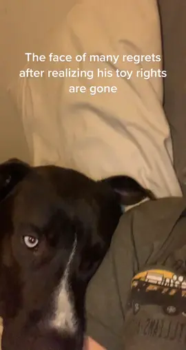 Poor Tobi man is in his feels🥺 #dogsoftiktokviral #vettechtok #vettechsoftiktok #healingtiktok #glossectomy #surgerytiktok #foryou #veterinarytechnician #pitsky #veterinarylife #veterinarymedicine #dogparentsoftiktok #tonguetok #dogparents #dogs #viral #notoys #huskysoftiktok #pitbullsoftiktok