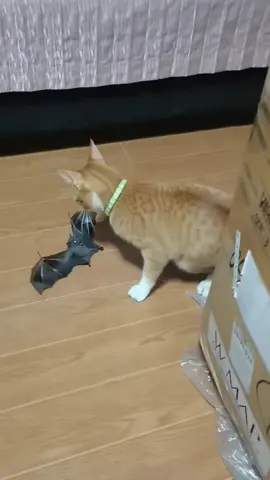 Bat🦇😲 #catsoftiktok #cat #catlover #cathunting #fyp