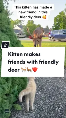 Your daily dose of unusual but super cute animal friendship 🥰🦌🐈 #catsoftiktok #cats #kittensoftiktok #kitten #deer #unusualanimalfriendships