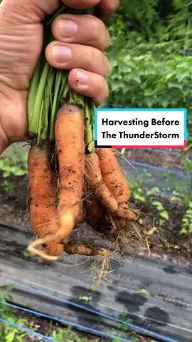 Harvesting before the thunderstorm #inahurry #havingfun #positive #vibes #harvest #basket #destress #relax #garden #gardentok #garden101 #gardentips #gardening #gardeningtok #gardening101 #gardeningtips #Homestead #homesteadtok #homesteadlife #homesteading #farm #farmtok #farmlife #wholesome #positive #vibes #plants #greenthumb #victorygarden #veggiepatch #berrypatch #growagarden #growfood #growfoodnotlawns #comealong #comealongwithme  #fyp #fypage #foryou #foryoupage #viral 