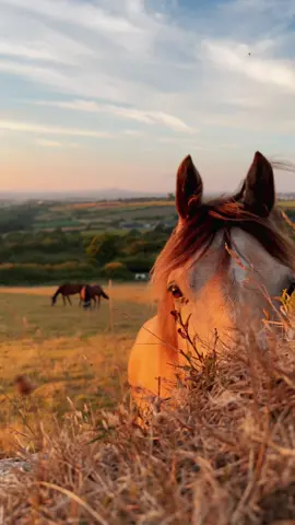 Golden Hour 🌞🌙 #cornwall #englishcountryside #nature #walking #horses #beautifulview #goldenhour #aestheticvideo #fyp #traveltiktok #adventure #explore