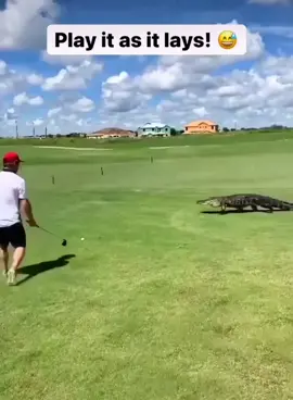 Only in Florida!😍