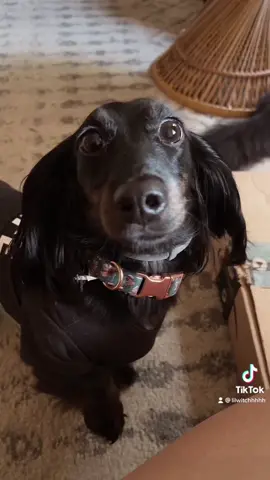 the audacity!! #fyp #longhaireddachshund #minidaschund #mouthypuppy #fyl #daschundsoftiktok #