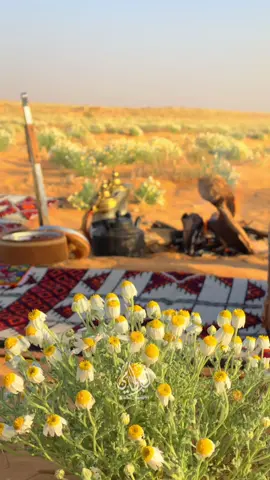 لازم تأقلم مع غثا الدنيا ولونك مارضيت👌🏼#اكسبلور #مقاطع_كشتات_امطار #مالي_خلق_احط_هاشتاقات #تصويري📸 #كشته_طلعه_بر #محمد_المقحم #هشتاقات_الرخوم