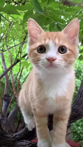 🥰 #cat#catsoftiktok #cats #catslovers #猫#猫可愛い #猫のいる暮らし