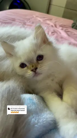 Replying to @hollyallan1014 Sometimes I wonder if Summer likes Nymeria's babies more than her own
