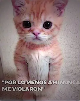 ya no juego... 😿 #gatitotriste #edits #fyp #troste 