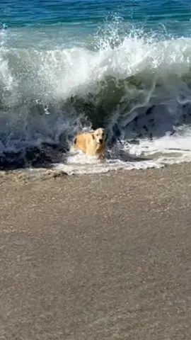 Perfect audio 🌊🥲#goldenretriever #bigwaves #fyp