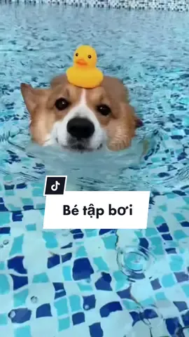 Hè là phải đi bơi #thucung #PetsOfTikTok #corgipuppy #dangyeu 