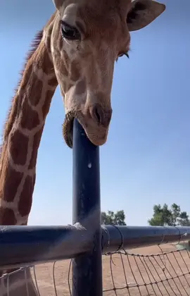 Healthy Harold do be kinda sus tho #giraffe #fyp #sus #mhmhmhmhm #pole