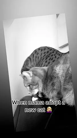 First time Bowie met his new brother Filou. #cat #cats #catsoftiktok #catlover #crazy #crazycatfamily #crazycats #brothers #crazycatmom #crazycatlady😽😘