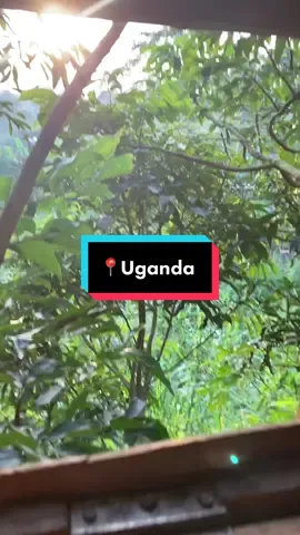 A snippet of Uganda. Ambassador Ellie Stones headed to Uganda to raise awareness of pangolin poaching by showcasing her shortfilm 🧡