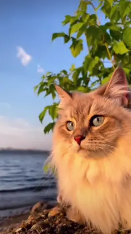 🥰 #cat#catsoftiktok #cats #catslovers #猫#猫可愛い #猫のいる暮らし