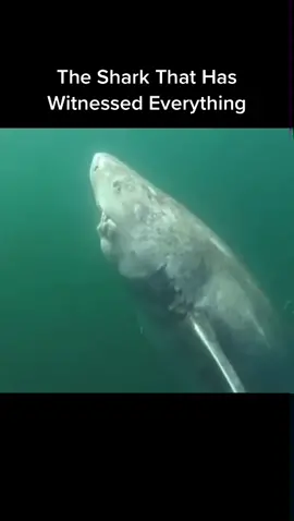 Greenland sharks can lives up to 400/500 years. #sharks #shark #sharkcontent #fyp