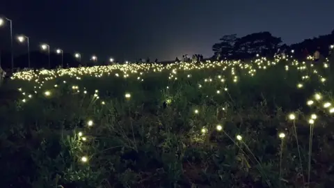 Firefly lights are really romantic#solarlights #outdoorlights      Pedenlife.com