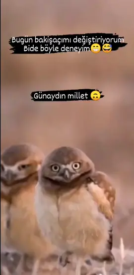 Güzel ülkemin Güzel İnsanları #gunaydin #hayırlı #sabahlar #baykuş #🙃 #😅 #😂 #keşfet #Love #loveyou #sevimli #hayvanlar #keşfetolsun #beniöneçıkart #keşfetteyizzz #kesfet #keşfettt #☕  #keşfetbeniöneçıkar #kesfetteyiz