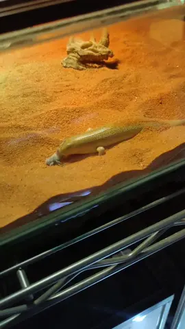 Kasi makan kadal pasir! #sandfish #sandfishskink #skink #scincusmitranus #fyp #fypシ #fypage