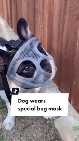 Grass-stopper 🐶 #DogsOfTikTok #DogTok #Cute #PetLover