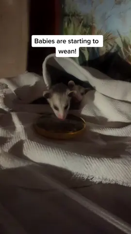 weaning babies! #baby #opossum #wildliferehab #fy #fyp #weaning