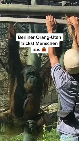 Das Ende… 🦧🥺 #OrangUtan #ZooBerlin #Berlinthings #Zoo #Affe #monkey #tiereauftiktok