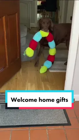 Which was your favourite?😂 #labrador #goodboy #dogsoftiktok #welcomehome