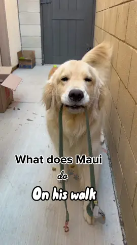 Reasons why maui alwsys want to be out 😂#dogwalk #goldenretriever #dogsoftiktok #fyp