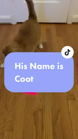 The best boy ❤️ #cootloop #cootercat #capcut