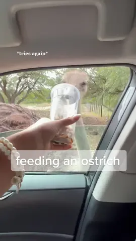 new fear unlocked: feeding an ostrich 🥹 #ostrich #feedinganostrich #feedingzoo #drivethruzoo #sanantonio #funny #fyp