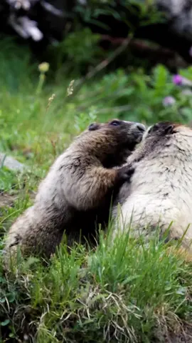 Marmots play fighting 🐹🤼‍♂️ #marmots #natgeo #yourshotphotographer #animaltok #wildlifephotography #wildlife #marmot