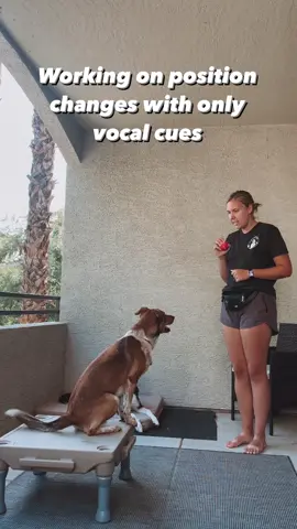Do you use vocal queues or Hand Gestures? Or both? #DogTraining #kotaspen #dogtricks