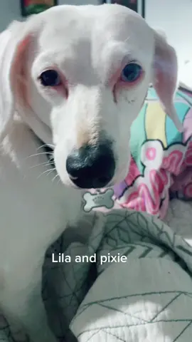#rescuedog #rescuekitten #deafdogandherkitten #seriously #rescuelife #animlaslivematters