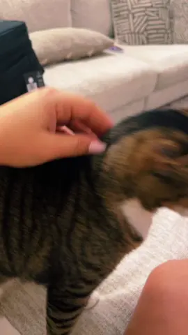 #yanelissrosa #cattokers #spankthat #catsoftiktokcomedy