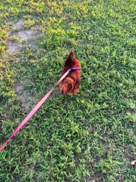 Chicken on a leash 😂 #chicken #chickenonaleash #leash #pet #petchicken #homestead #farm #funny