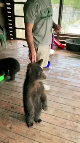Baby bear cubs #animals #bear #foryourpage
