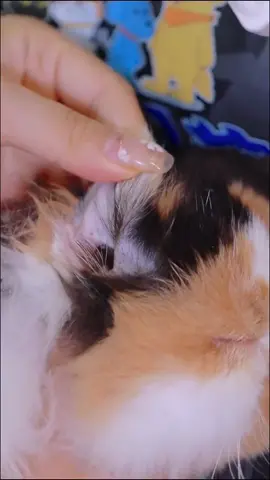 Ear cleaning#cat #catsoftiktok #catcare #asmr #fyp