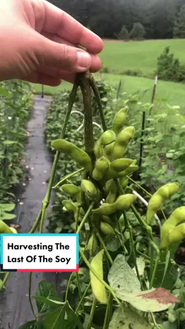 Harvesting the last of the soy #legumes #beans #soy #edamame #yummy #harvest #bigharvest #basket #bountiful #abundance #garden #gardentok #garden101 #gardentips #gardening #gardeningtok #gardening101 #gardeningtips #Homestead #homesteadtok #homesteadlife #homesteading #farm #farmtok #farmlife #wholesome #positive #vibes #plants #greenthumb #victorygarden #veggiepatch #berrypatch #growagarden #growfood #growfoodnotlawns #comealong #comealongwithme  #fyp #fypage #foryou #foryoupage #viral #relax #destress #peaceful