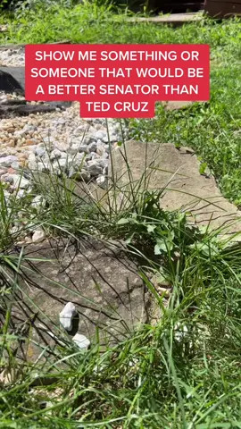 This guy’s better than #tedcruz #foryou #dog #foryoupage