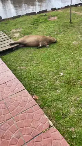 Personaje 😂😂😂.                        #carpincho #capibara #amor #messi ##camping #campo #chiguire #fyp #depaul #libertad #parati #nutria #coipo #nutriacriolla #mibebitofiufiu #bff #capybara