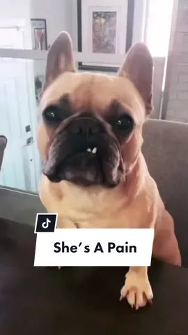 Please don’t stroke his ego, its alredy  enough… #dogsoftiktok #borat #frenchiesoftiktok #neighbor #Siblings #dogparent #selflove #spoiledbrat @somefrenchienamedapollo @somefrenchienamedapollo
