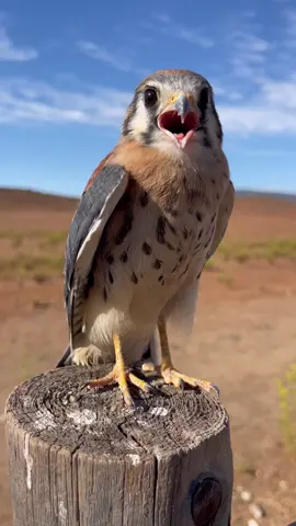 El halcon mas pequeño #tiktok #salvaje #animals #animales #education #rehabilitation #rehabilitation #veterinary #educación #kestrel