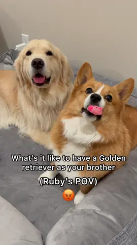 0/10 recommend getting a golden retriever (joking) #goldenretriever #corgi #funnyvideos #fyp