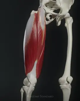 The first muscle of the anatomical 3D model - the Quadriceps Femoris. #quadriceps #quadricepsfemoris #quadricepsworkout #quadricepsday #biomechanics #kinesiology #femur #patella #anatomystandard #medicalillustration #humananatomy #knee #knees #thigh #hip #legworkouts #legsworkout #medicalstudents #medicallife