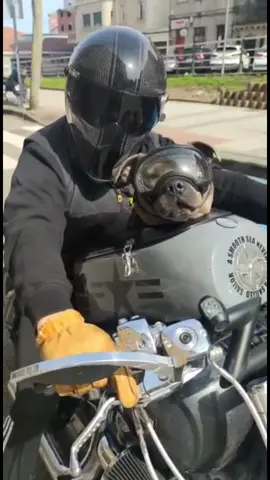 #staffy #staffyblue #staffylove #harleydavidson