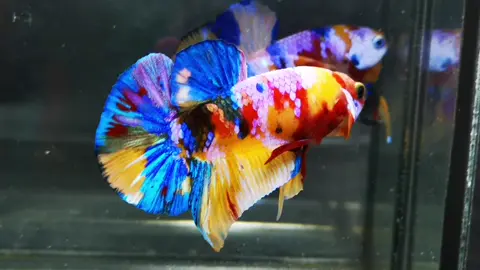 #เจอกันที่กลุ่มประมูลครับ #ปลากัดสวยงามเมืองชาละวัน #🐟🐟🐟