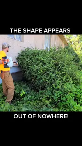 The shape appears out of nowhere #satisfying #foryou #shrubtrimming #lawncare