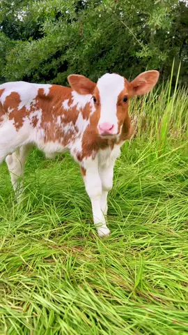 Baby Nuggets pink nose is my fav ♥️✨ #cows #cowsoftiktok #cowsontiktok #cowgirl #cowboy #animals #animalsoftiktok #animallover #florida #floridacheck #fyp #foryou #foryoupage #BigInkEnergy #western #photoshoot #photomagic