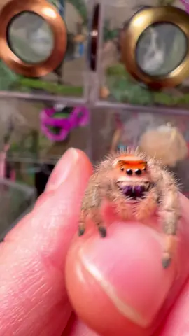 Perfect #spidertok #stopthesmoosh #opheliathemonster #spiders #arachnids #foryoupage #regaljumpingspider #weird #cute #bugtok #pets #jumpingspider