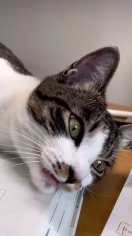 ☺️ #cat#catsoftiktok #cats #catslovers #猫#猫可愛い #猫のいる暮らし