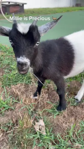 Our newest Edition #millie the #goat #mercedescestaro #farmgirl